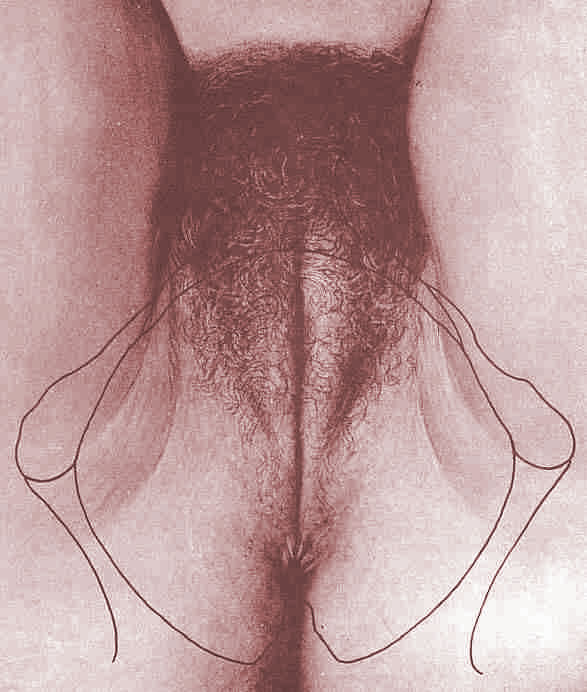 Vagina Anatomy 40